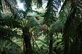 Tree fern gully, Pirianda Gardens IMG_7213